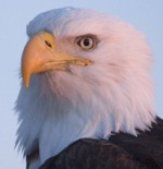 eagle.jpg